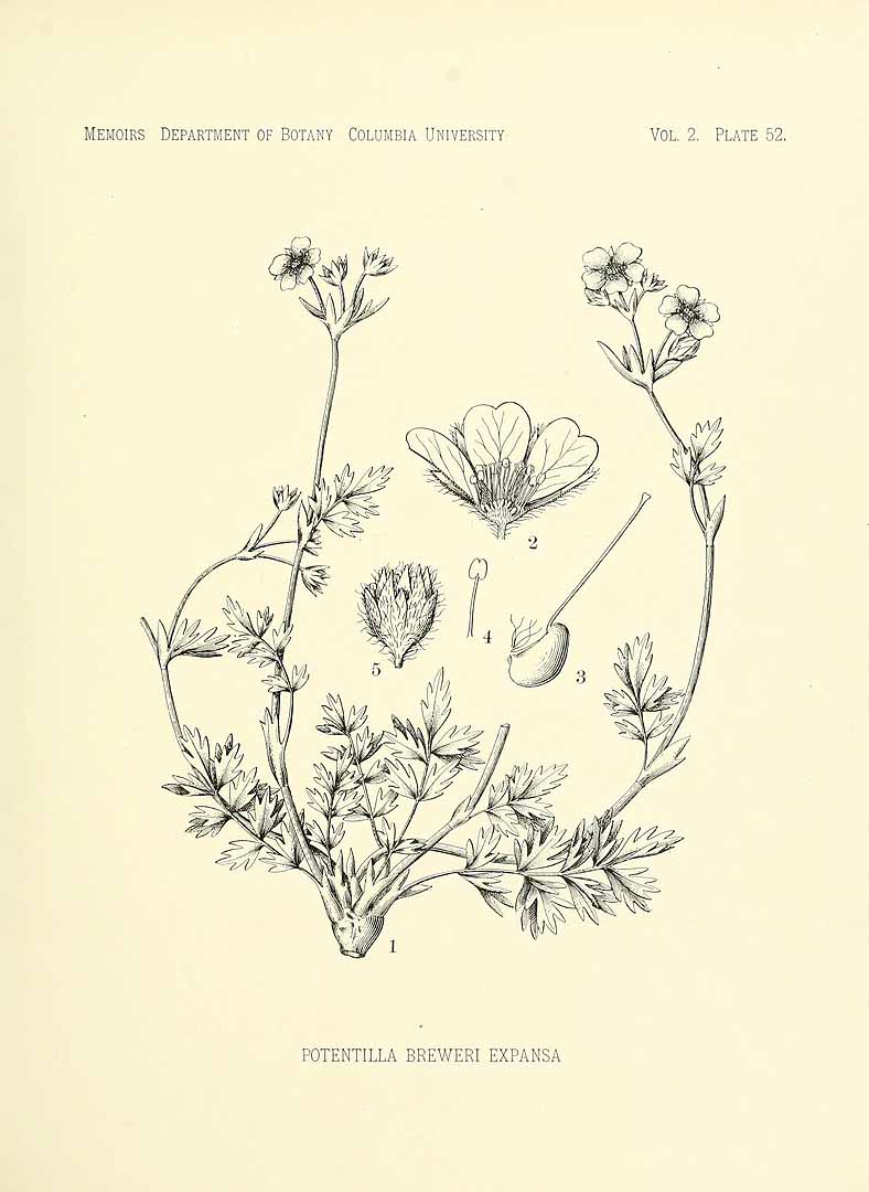 no HD illustration available (m5)