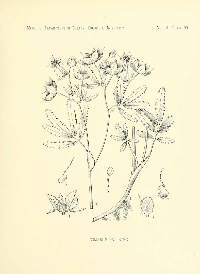 no HD illustration available (m5)