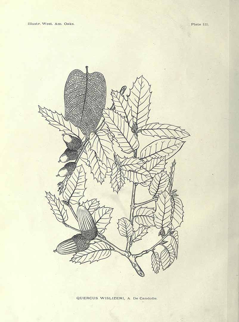 no HD illustration available (m1)