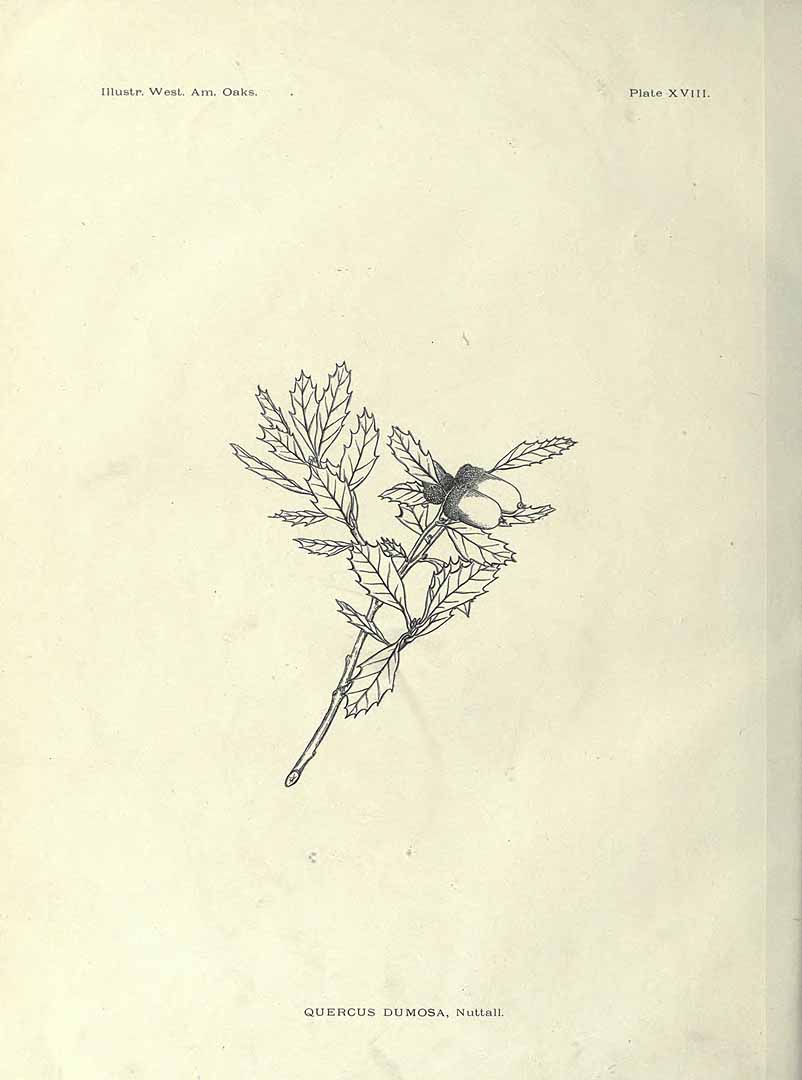 no HD illustration available (m1)