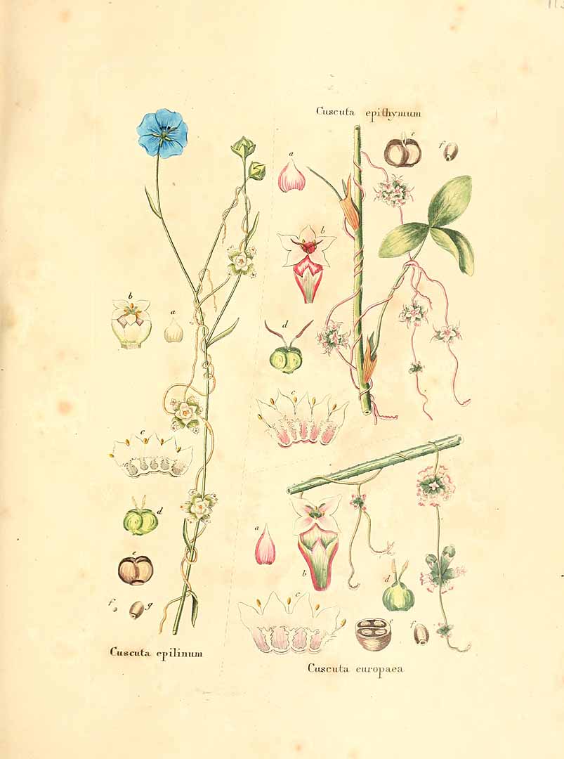 no HD illustration available (m5)