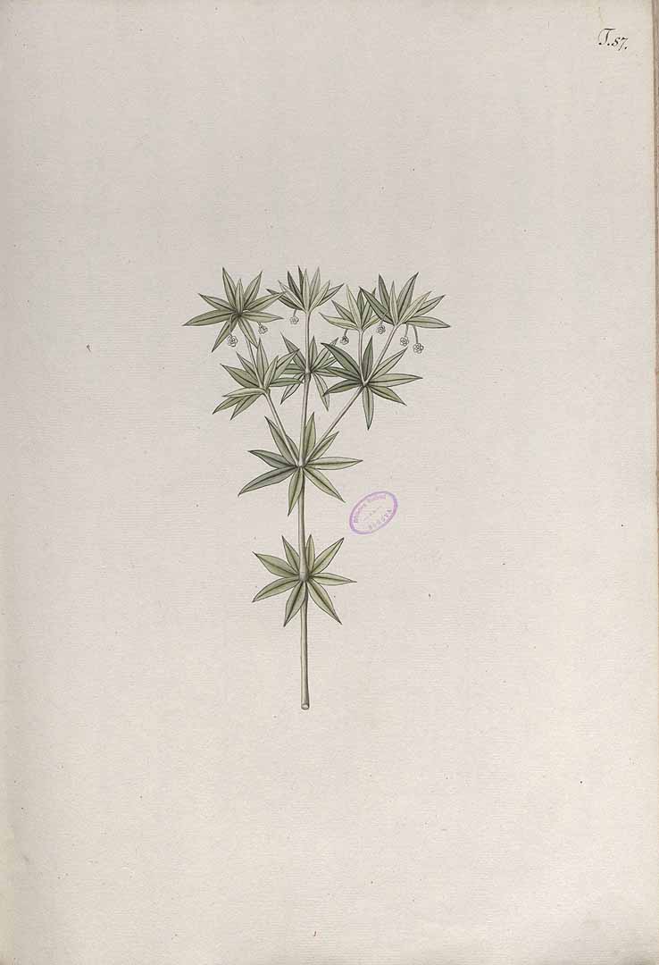 no HD illustration available (m5)