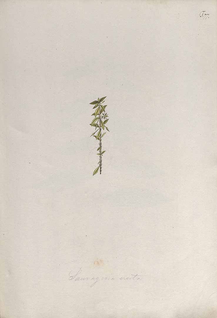no HD illustration available (m5)
