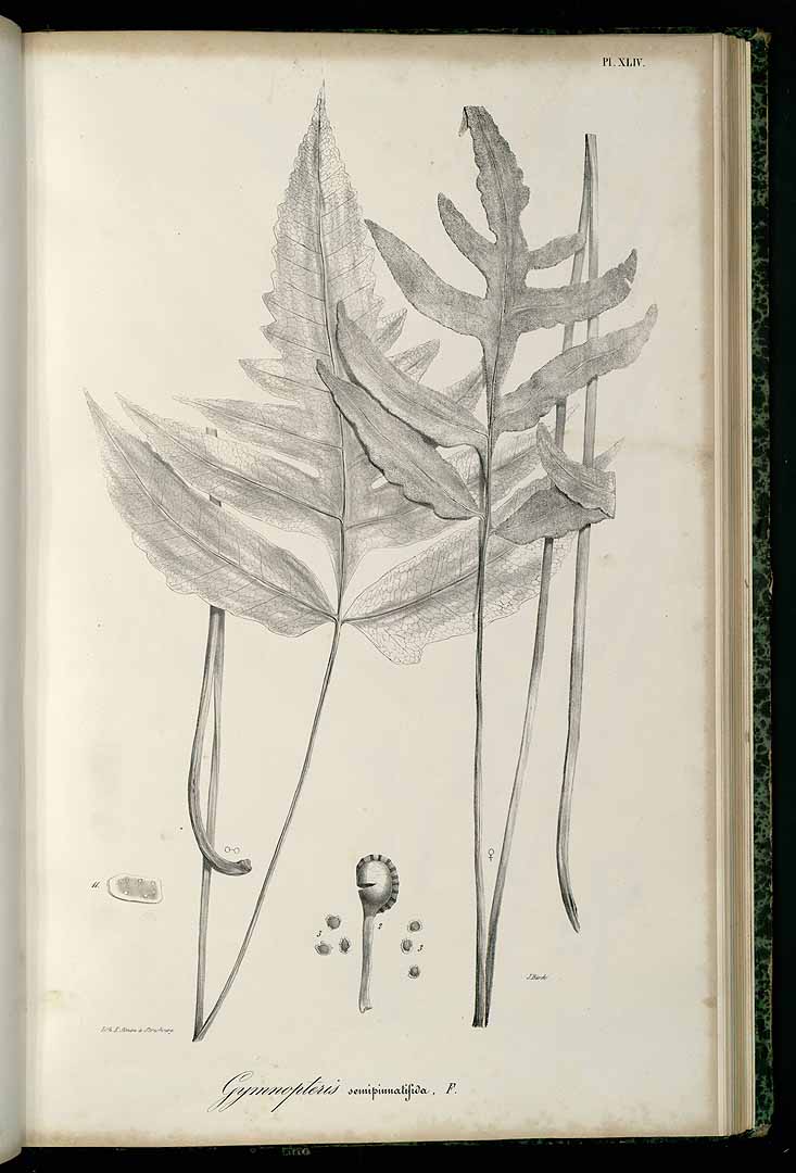 no HD illustration available (m5)