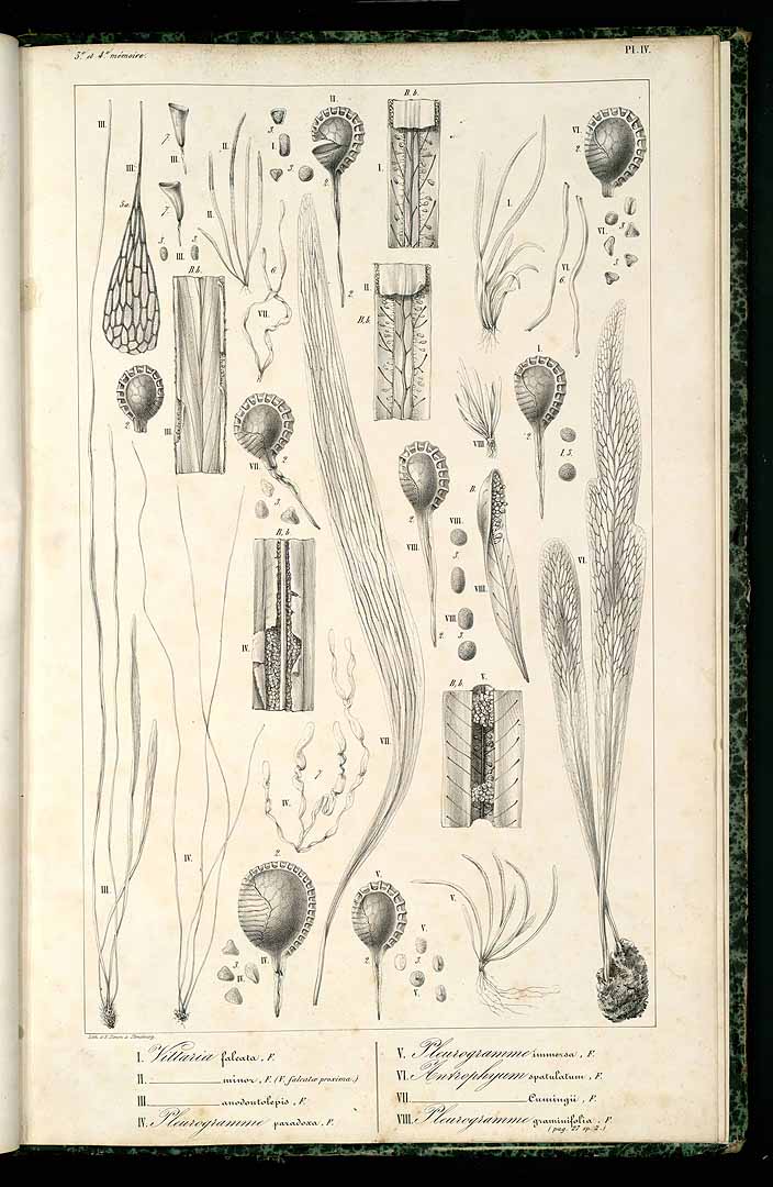 no HD illustration available (m5)