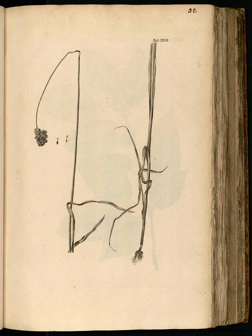 no HD illustration available (m5)
