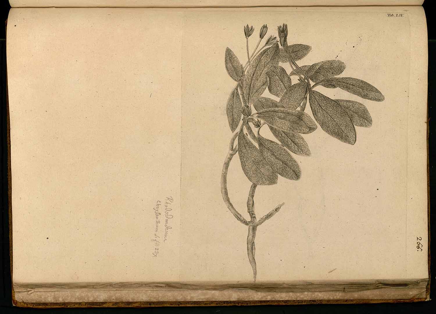 no HD illustration available (m5)