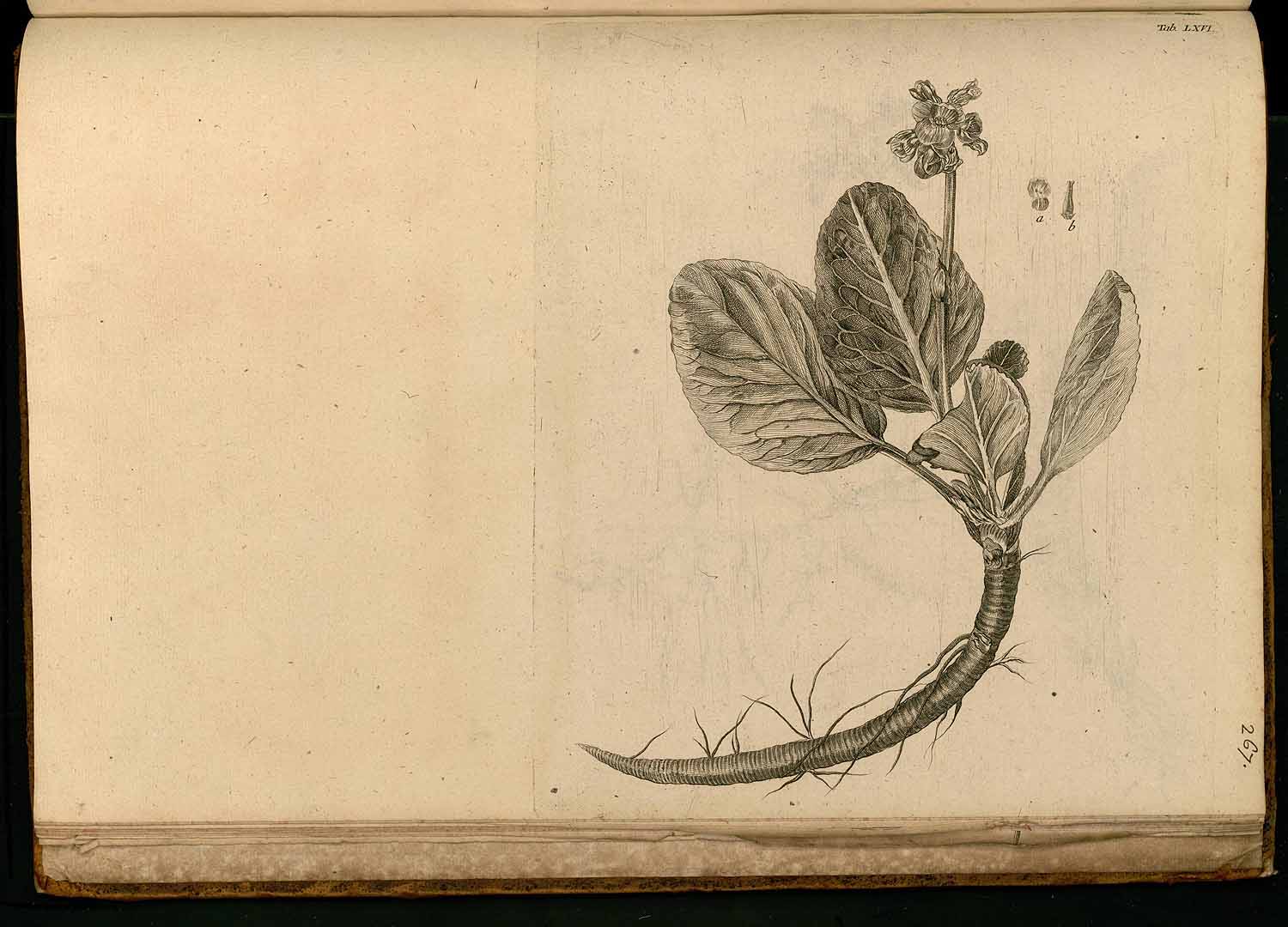 no HD illustration available (m5)