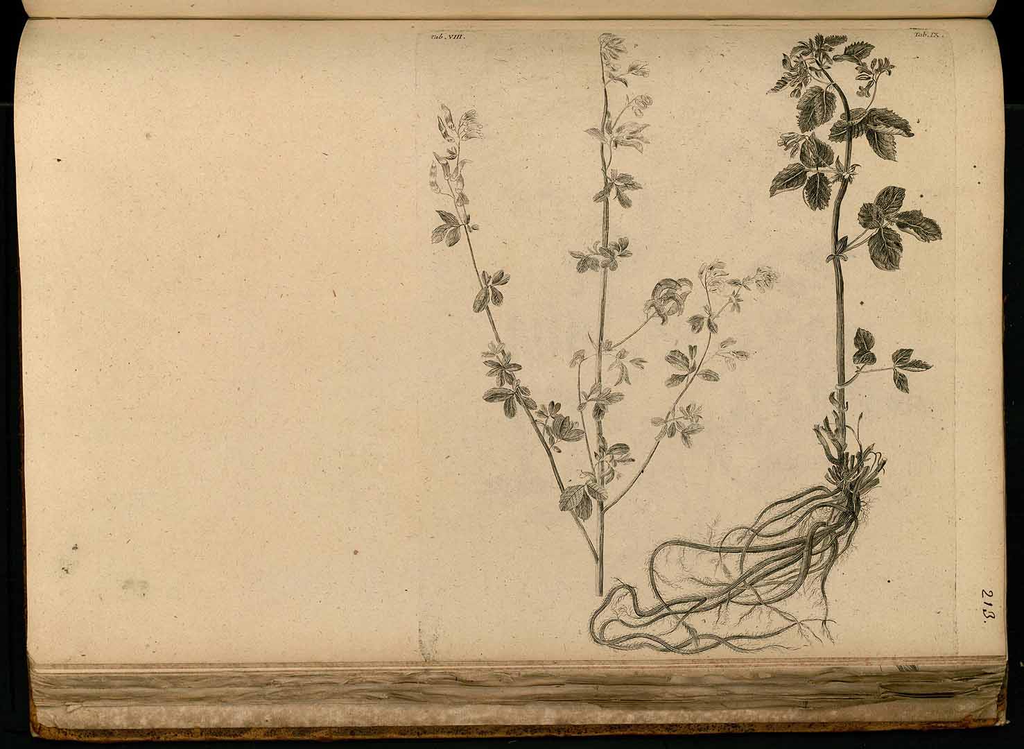 no HD illustration available (m5)