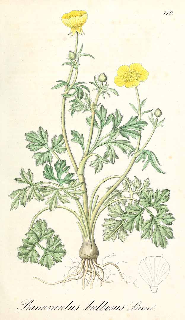 no HD illustration available (m5)