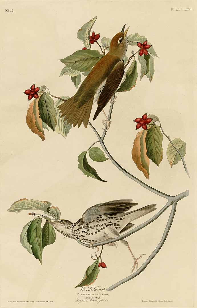 no HD illustration available (m5)