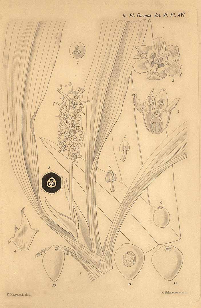 no HD illustration available (m5)