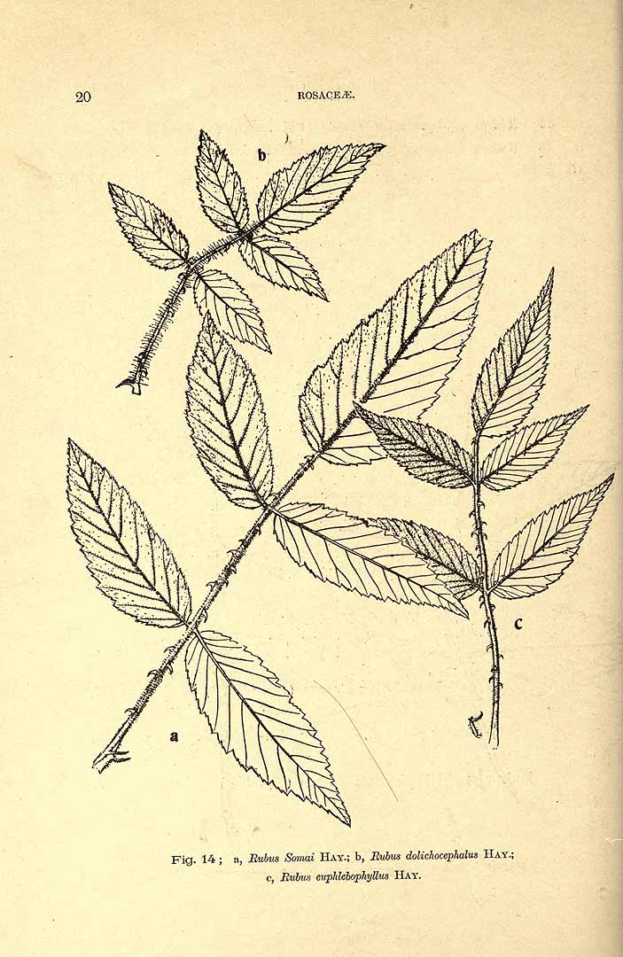 no HD illustration available (m5)