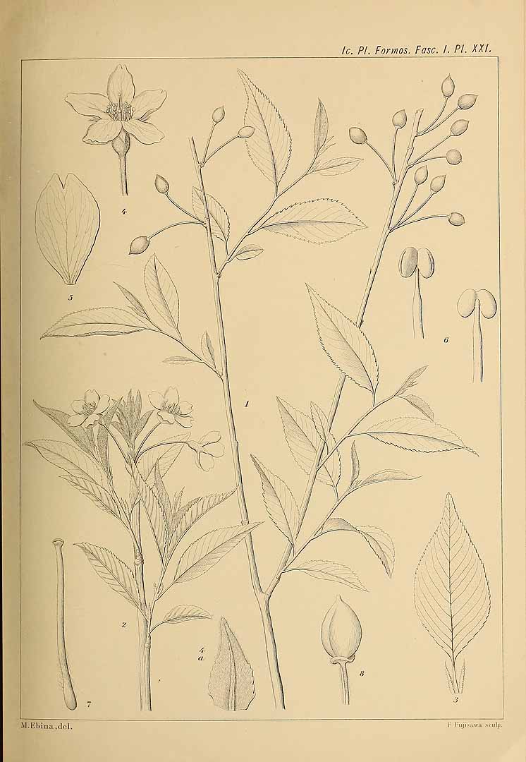 no HD illustration available (m5)
