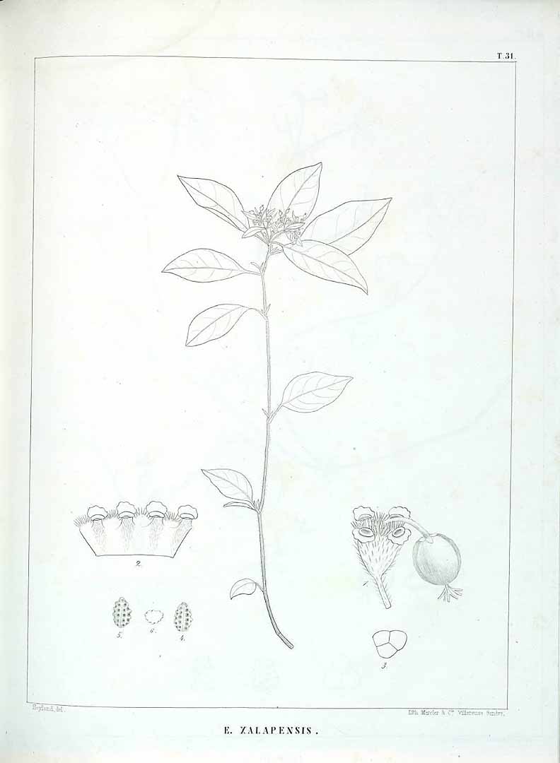 no HD illustration available (m5)