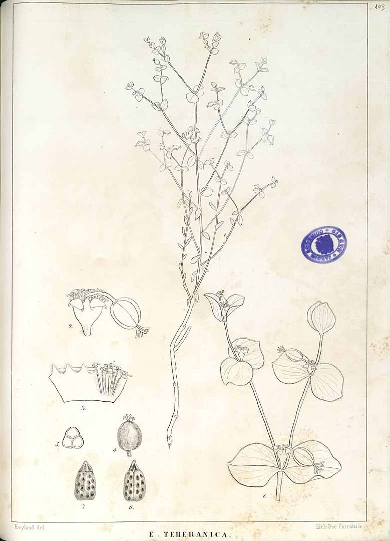 no HD illustration available (m5)