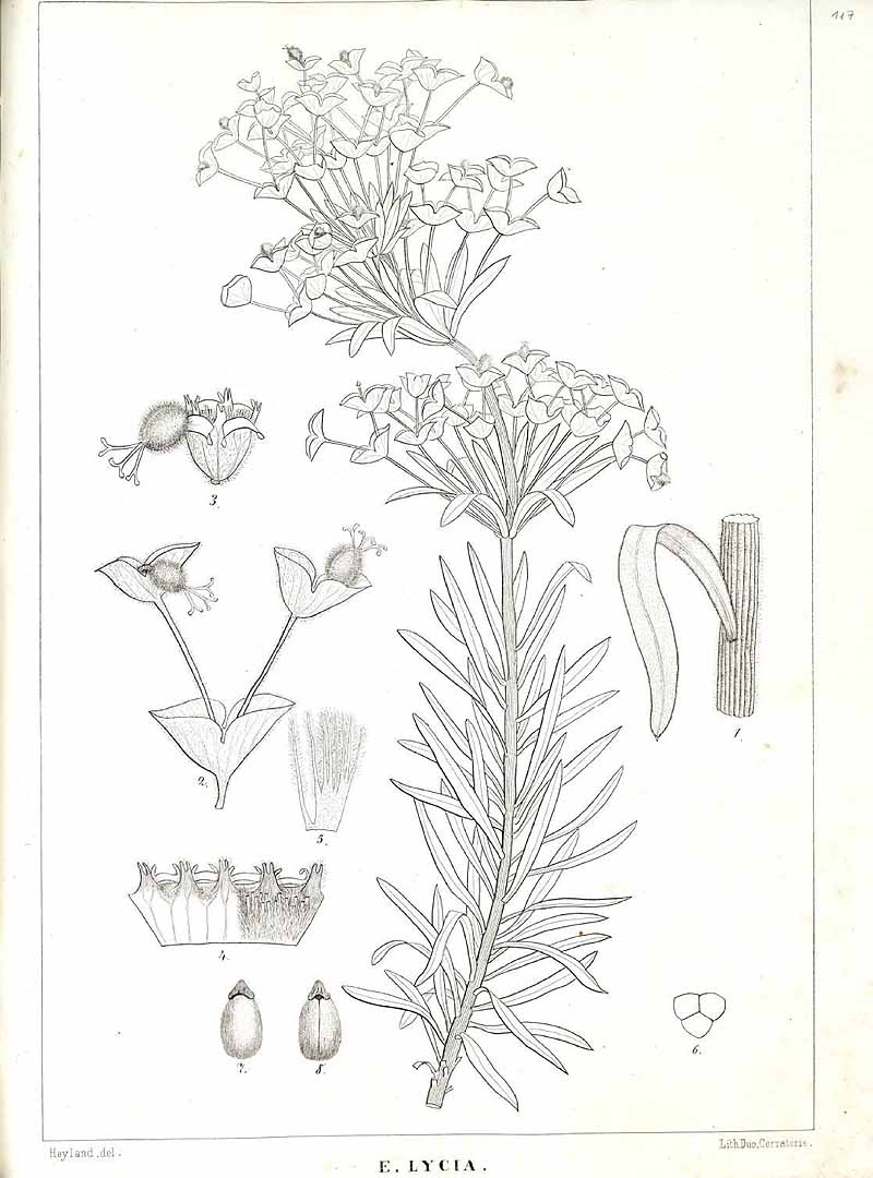 no HD illustration available (m5)