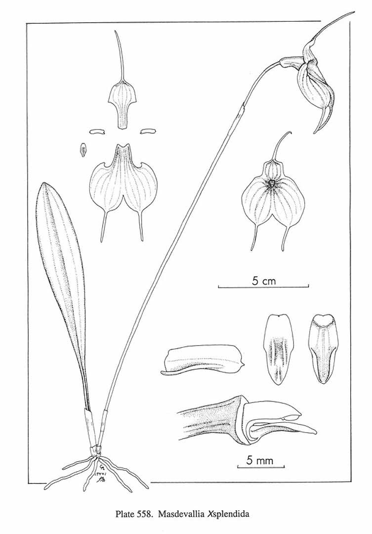 no HD illustration available (m1)