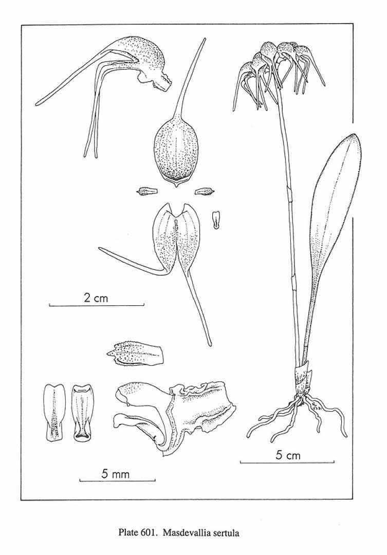 no HD illustration available (m5)