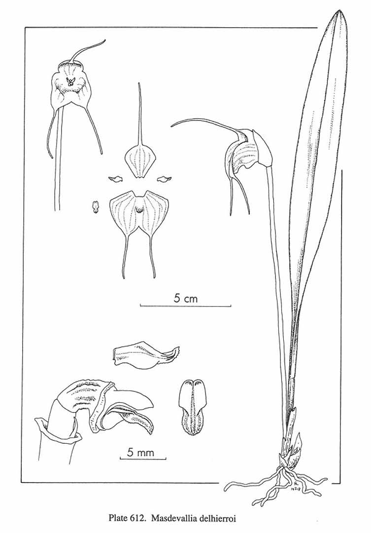no HD illustration available (m5)