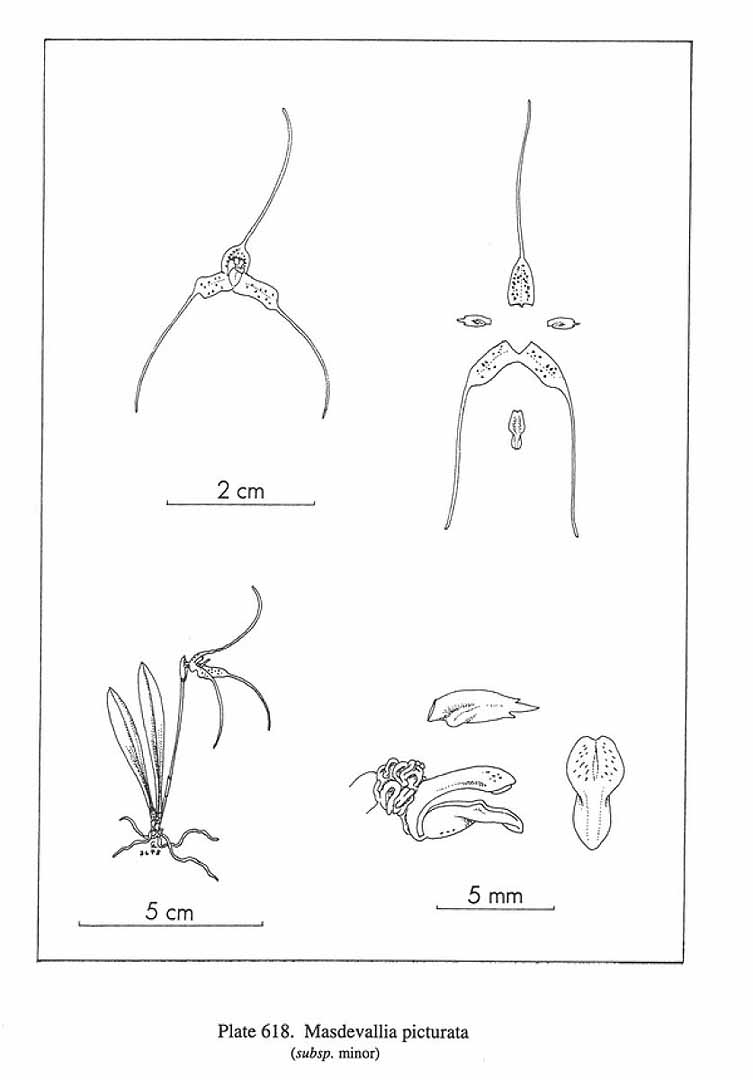 no HD illustration available (m5)