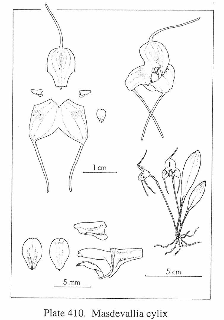 no HD illustration available (m5)