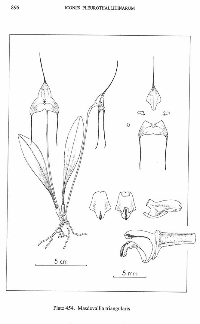 no HD illustration available (m5)