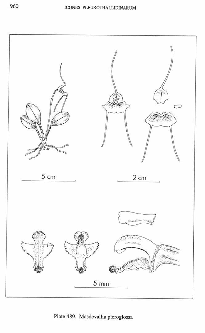 no HD illustration available (m5)