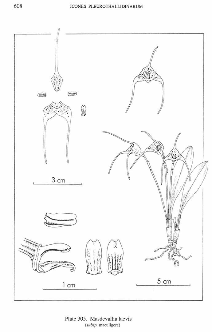 no HD illustration available (m5)