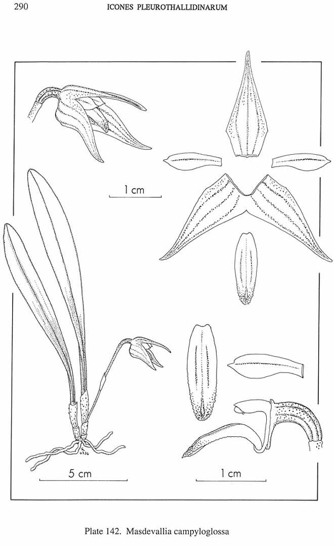 no HD illustration available (m5)
