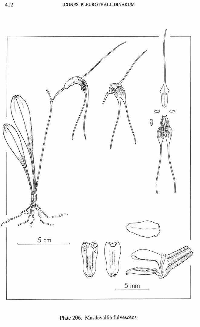 no HD illustration available (m5)