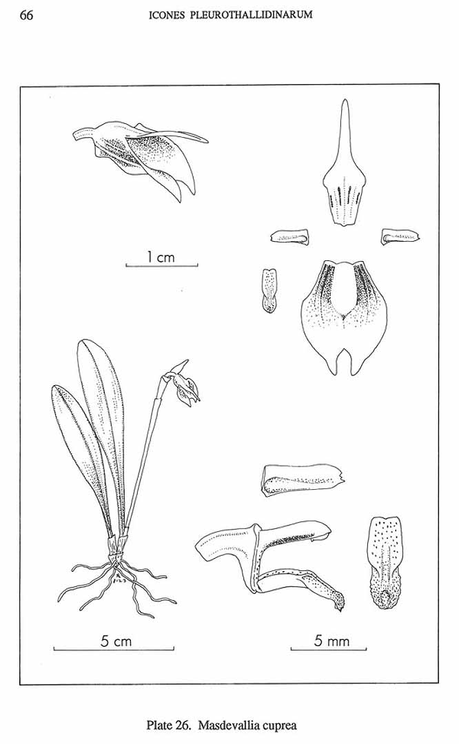 no HD illustration available (m5)
