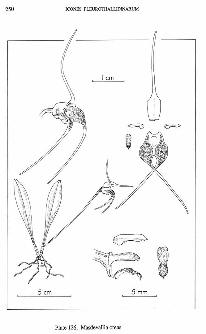 no HD illustration available (m5)