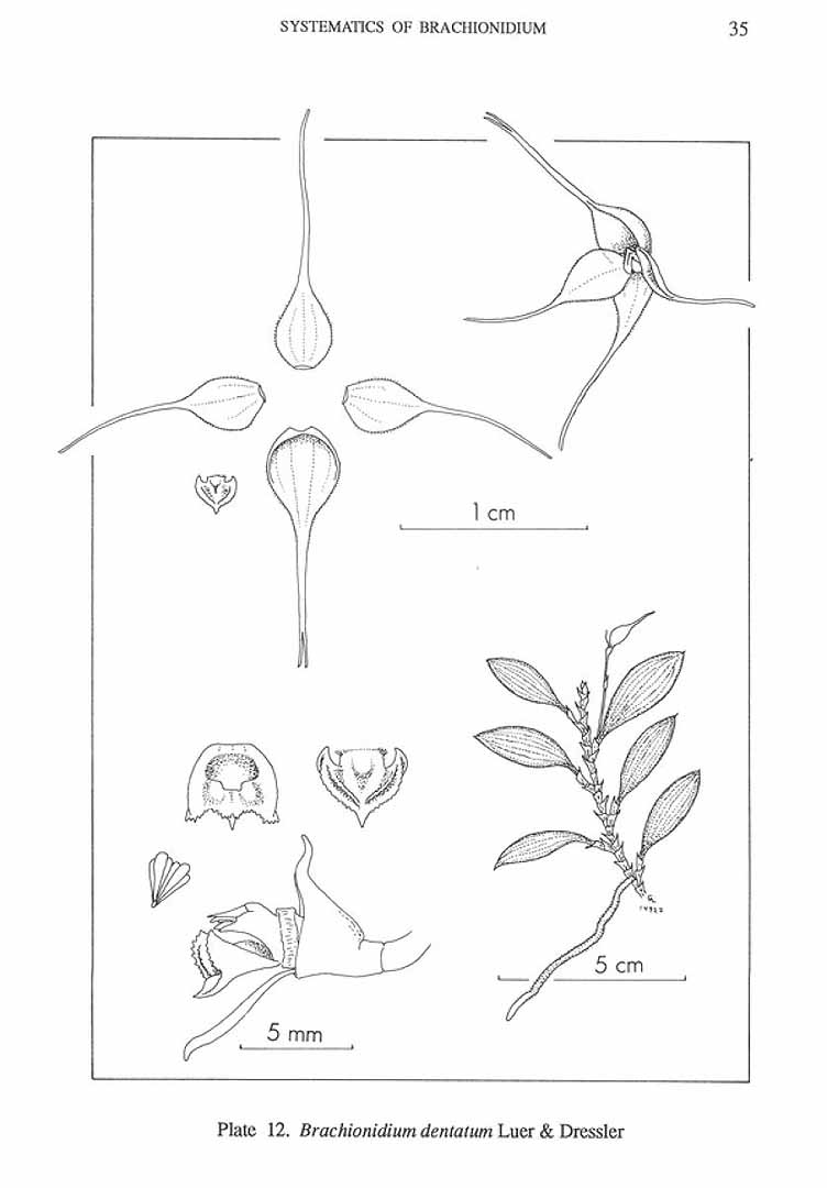 no HD illustration available (m5)