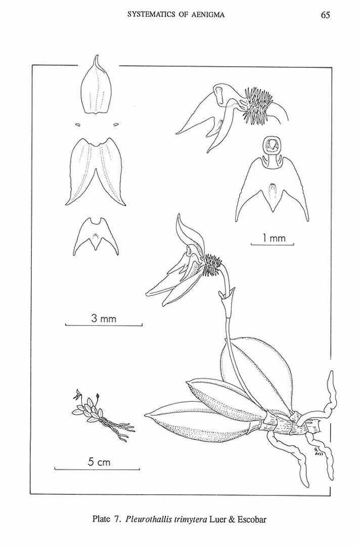 no HD illustration available (m5)