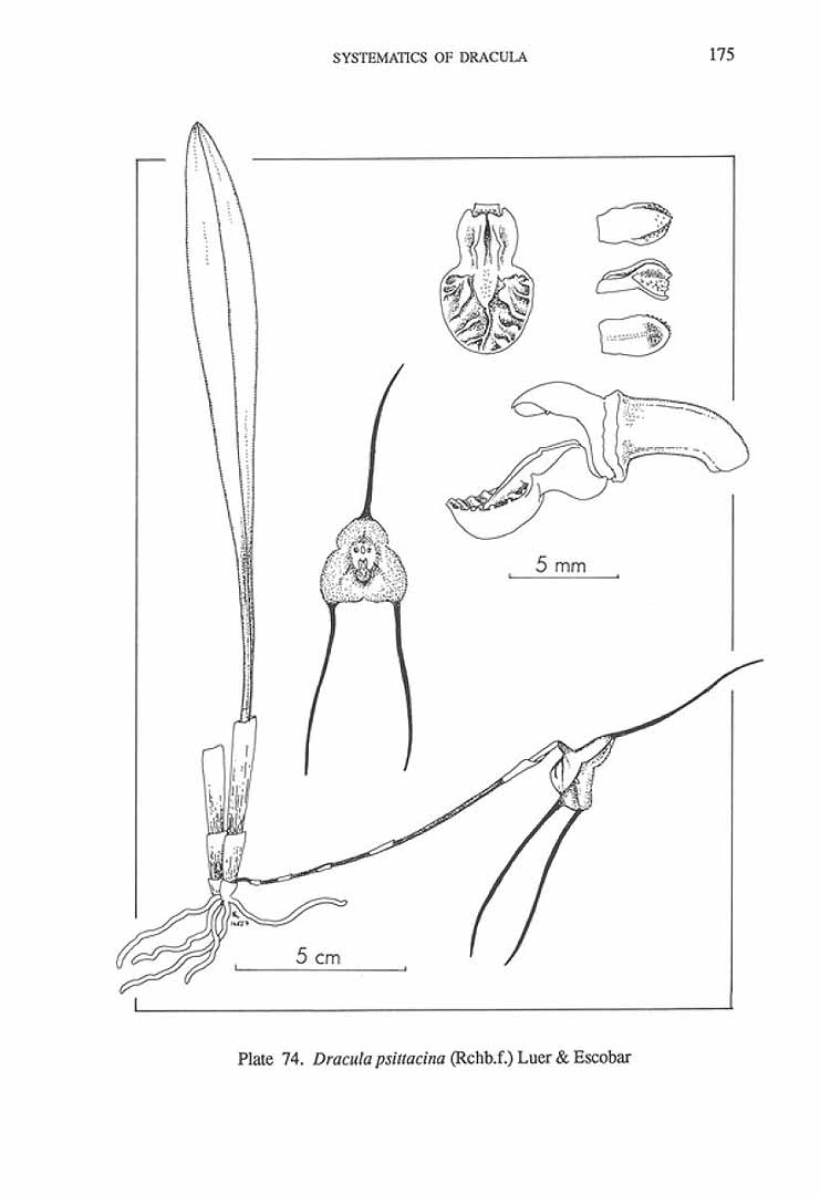 no HD illustration available (m5)