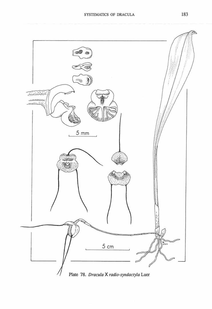 no HD illustration available (m5)