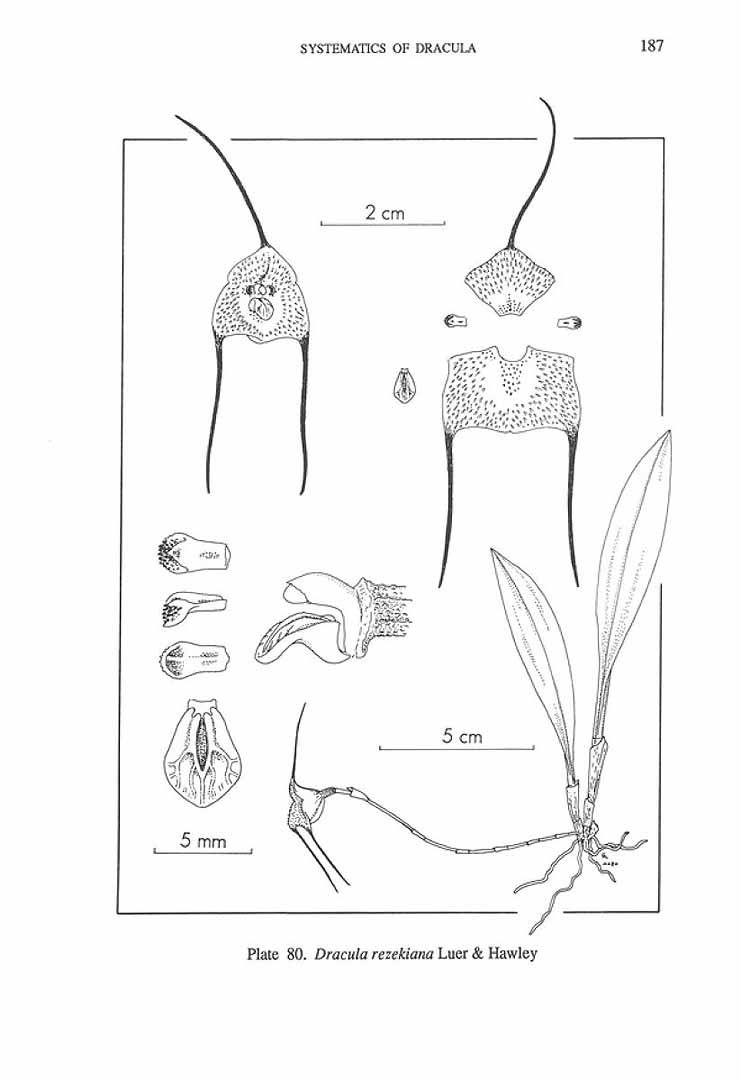 no HD illustration available (m5)
