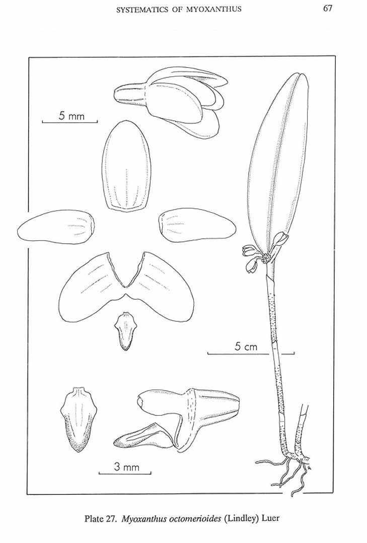 no HD illustration available (m5)