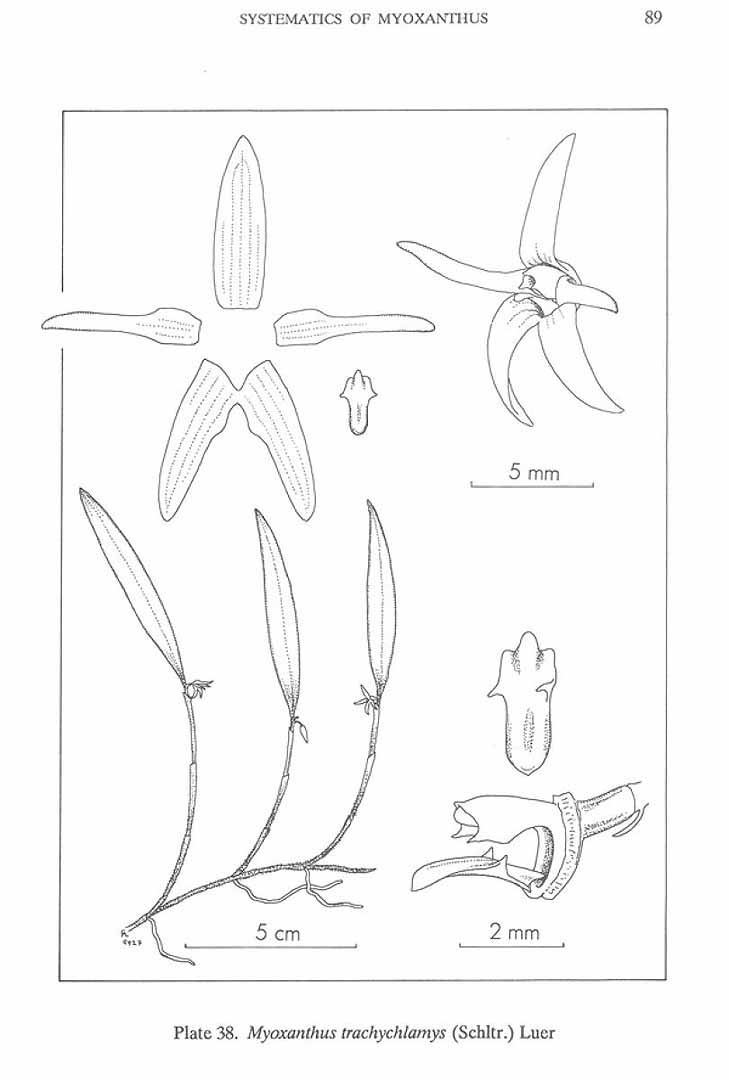 no HD illustration available (m5)