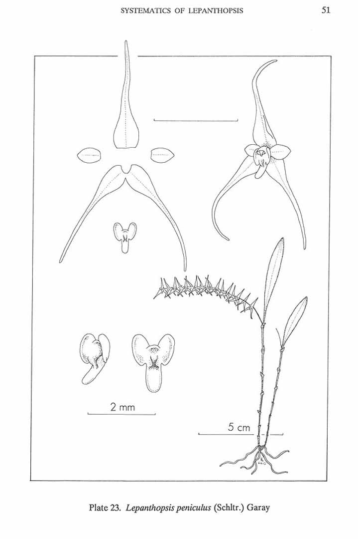 no HD illustration available (m5)