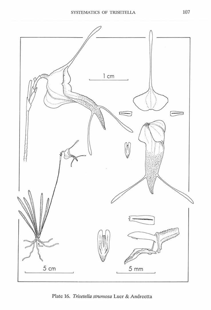 no HD illustration available (m5)