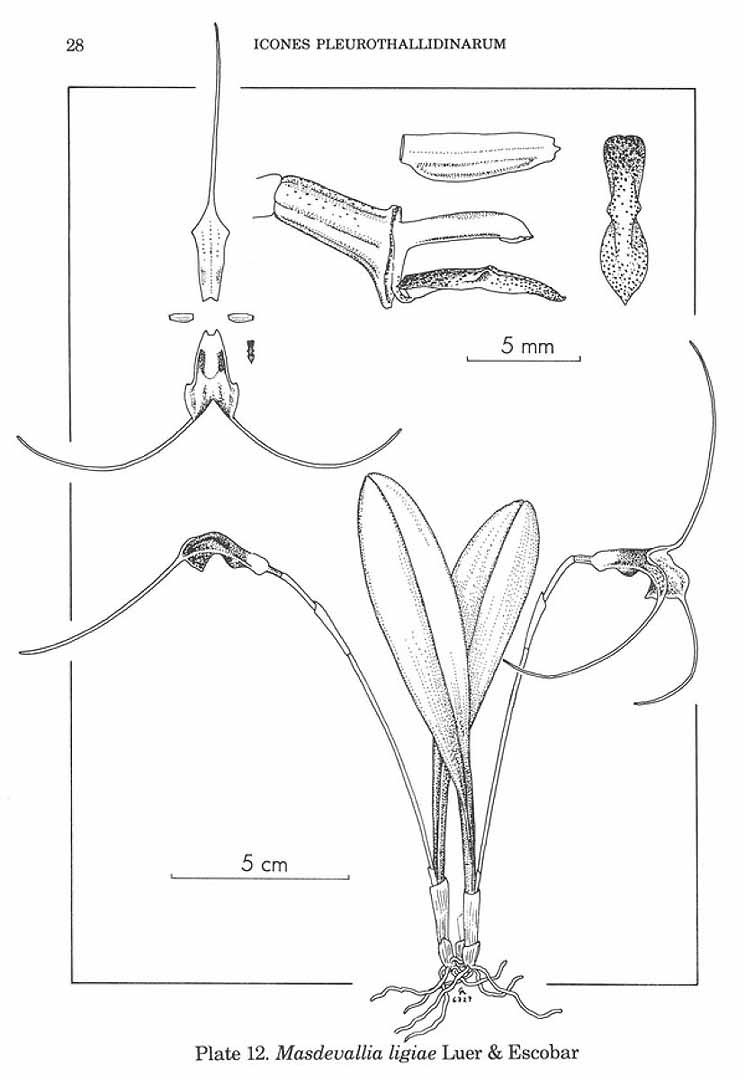 no HD illustration available (m5)