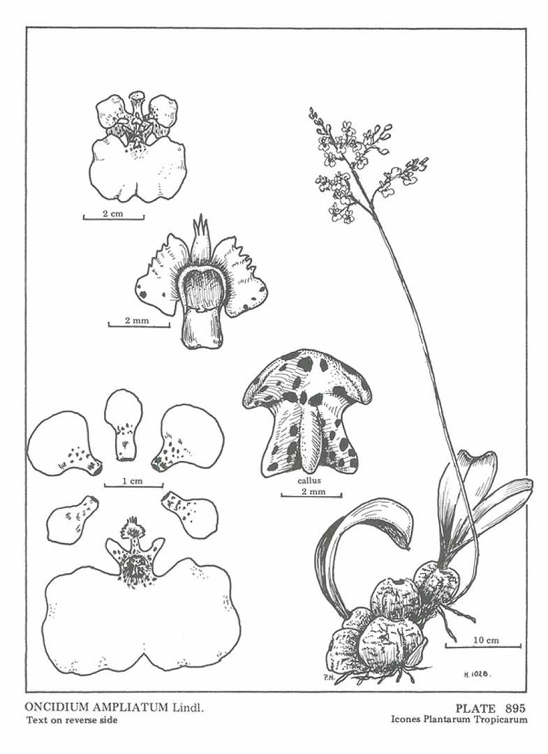 no HD illustration available (m5)