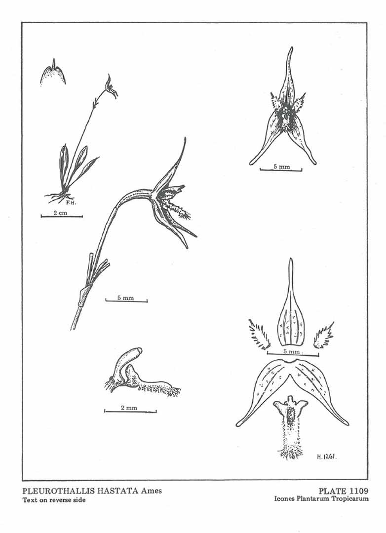 no HD illustration available (m5)