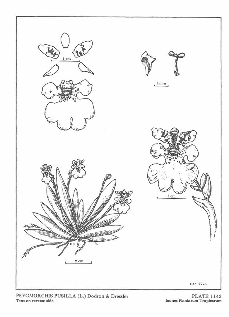 no HD illustration available (m5)