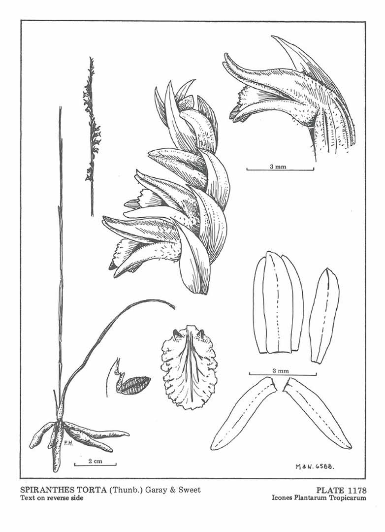 no HD illustration available (m5)