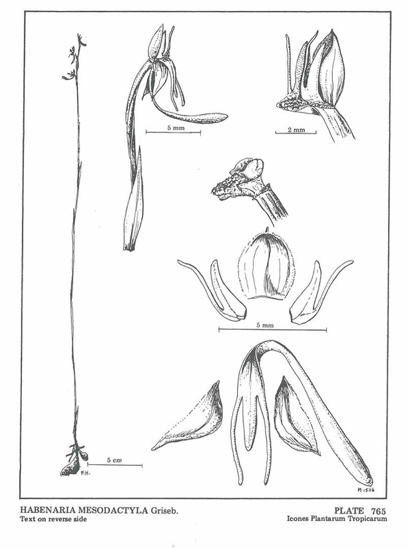 no HD illustration available (m5)
