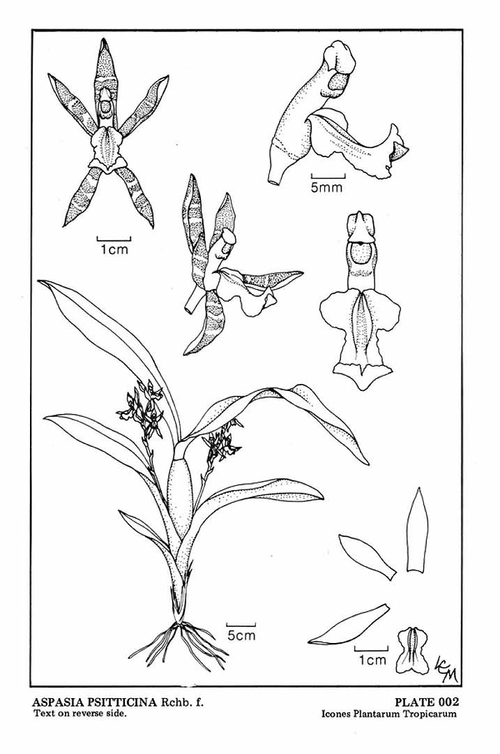 no HD illustration available (m5)