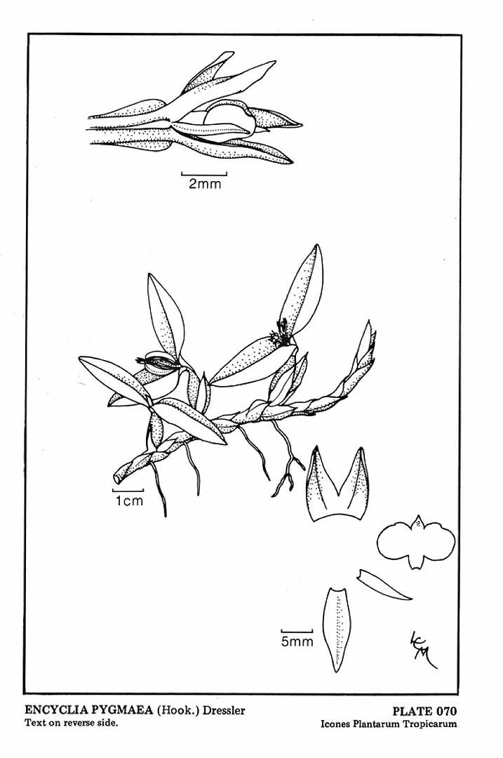 no HD illustration available (m5)
